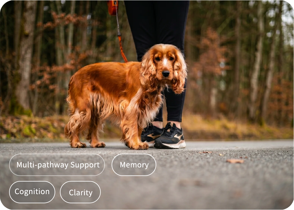 <em>"I panicked when I couldn't recall if my dog went potty during our morning walk."</em>