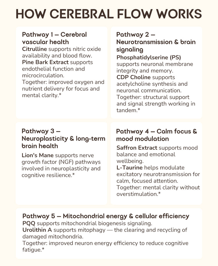 An informational infographic titled 'HOW CEREBRAL FLOW WORKS' with five numbered pathways and explanatory text on a light gray background.