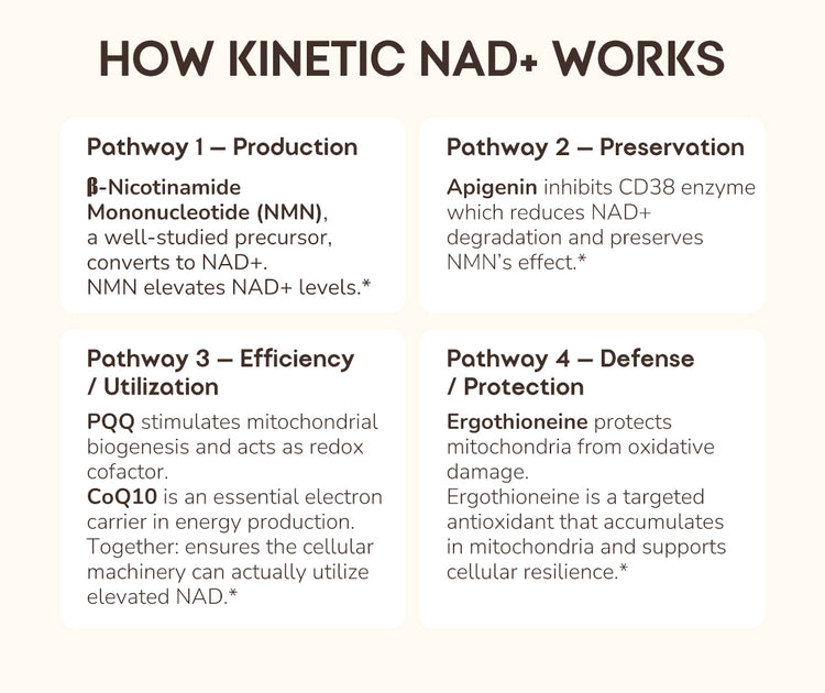 An informational infographic titled 'HOW KINETIC NAD+ WORKS' with four labeled pathways: Pathway 1 Production, Pathway 2 Preservation, Pathway 3 Efficiency / Utilization, and Pathway 4 Defense / Protection. The layout uses a beige background with rounded white text boxes and black text.
